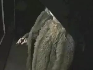 Pulcini hanno terzet ...